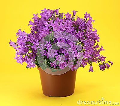 Campanula plant Stock Photo