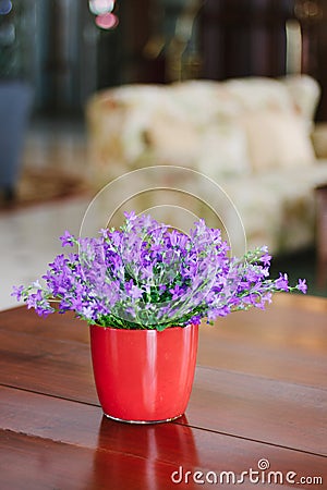 Campanula plant in pot Stock Photo