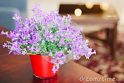 Campanula plant in pot Stock Photo