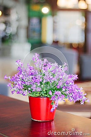 Campanula plant in pot Stock Photo