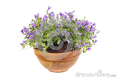 Campanula plant in a pot Stock Photo