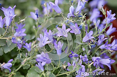 Campanula portenschlagiana, bellflowers macro Stock Photo