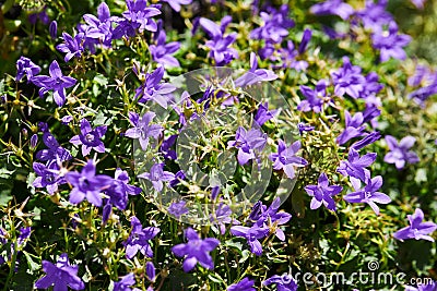 Campanula portenschlagiana Dalmatian bellflower Stock Photo