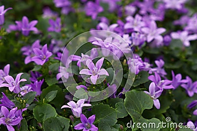 Campanula portenschlagiana or wall bellflower Stock Photo