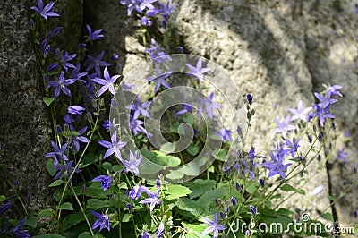 Campanula poscharskyana with blue flowers Stock Photo