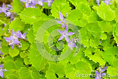 Campanula poscharskyana close up Stock Photo