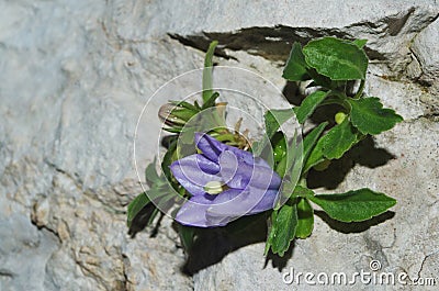 Campanula raineri Stock Photo