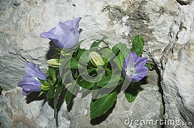 Campanula raineri Stock Photo