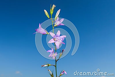 Campanula rapunculus flowering flower plant herb nature natural detail close up Stock Photo