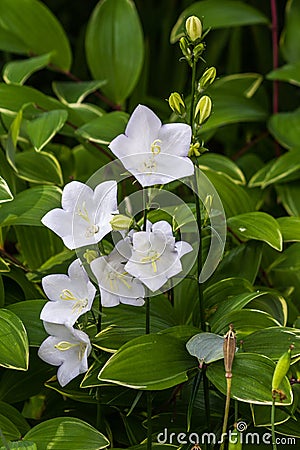Campanulas Carpatica Alba white, as a background Stock Photo