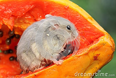 A Campbell dwarf hamster is eating a ripe papaya. Stock Photo