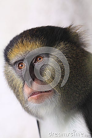 Campbell's mona monkey Stock Photo