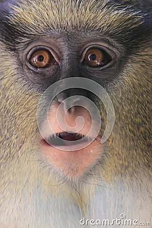 Campbell's mona monkey Stock Photo