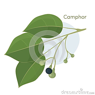 Camphor laurel branch. Vector Illustration