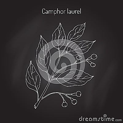 Camphor tree branch Vector Illustration