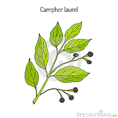 Camphor tree, medicinal plant Vector Illustration