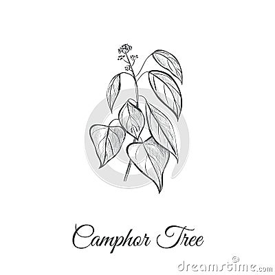 Camphor tree vector illustration. Camphor Tree Vector Illustration