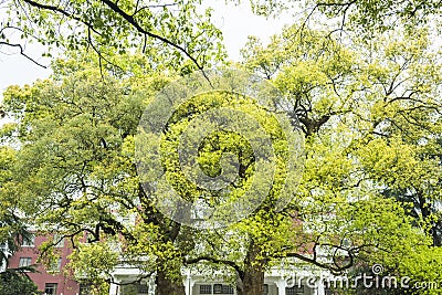 Camphor trees in front of Hangzhou Shangri-La Hotel Stock Photo