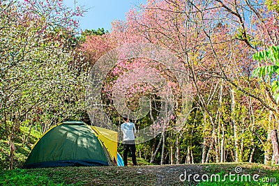 Camping tent with a Traveler looking Wild Himalayan Cherry Pink Editorial Stock Photo
