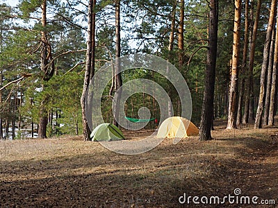 Camping and tent under the pine forest in sunset Stock Photo