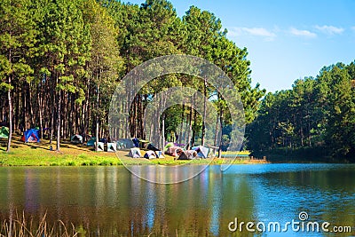 Camping and tent under the pine forest Editorial Stock Photo