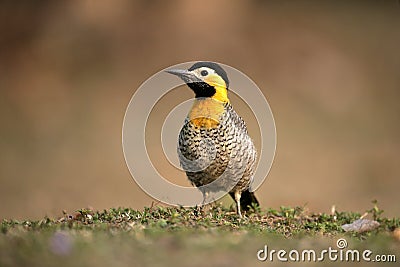 Campo flicker, Colaptes campestris Stock Photo