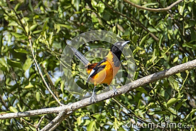 The campo troupial or campo oriole Icterus jamacaii is a species of bird in the family Icteridae Stock Photo