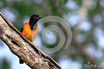 Campo Troupial icterus jamacaii perched on a log over the blurred background in the Brazilian caatinga. Selective focus Stock Photo