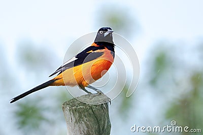 Campo Troupial Icterus jamacaii perched on a log under an unfocused background Stock Photo