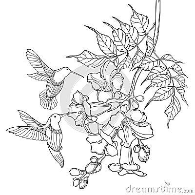 Vector hanging branch of outline black Campsis radicans or trumpet vine flower bunch and Hummingbird isolated on white background. Vector Illustration