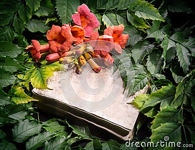 Campsis radicans flowers on old open book Stock Photo