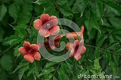 Campsis radicans flowers trumpet vine or trumpet creeper Stock Photo