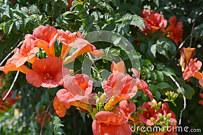 Campsis radicans trumpet vine or trumpet creeper, also known in North America as cow itch vine or hummingbird vine. Stock Photo