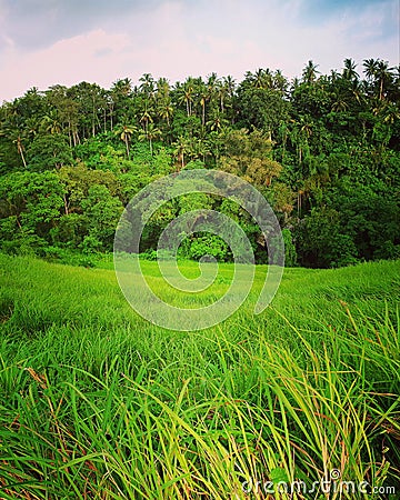 Campuhan rice fields, Ubud Stock Photo