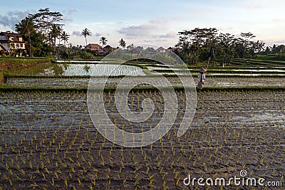 Campuhan Ridge Path Stock Photo