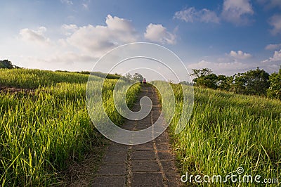 Campuhan Ridge Walk in Ubud, Bali Stock Photo