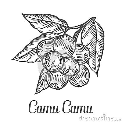 Camu camu berry, fruit, leaf, plant branch. Superfood organic berry. Vector Illustration