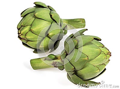 Camus Artichoke, cynara scolymus, Vegetable against White Background Stock Photo