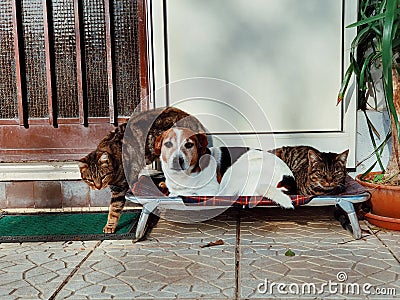 Can and dog on thier bed, cute pets, different species but together Stock Photo