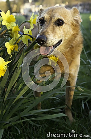 Canaan Dog Stock Photo