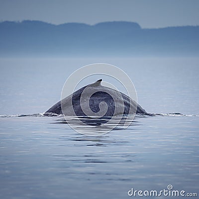 Canada, British Columbia. Humpback whale spine and tail in Victoria Stock Photo