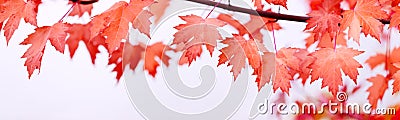 Canada Day maple leaves background. Falling red leaves for Canad Stock Photo