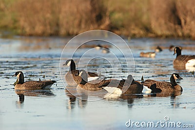 Canada Geese Stock Photo