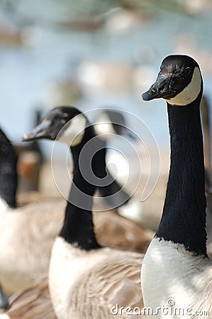 Canada Geese Stock Photo