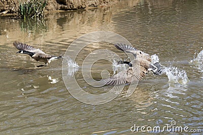 Canada geese (Branta canadensis) fighting Stock Photo
