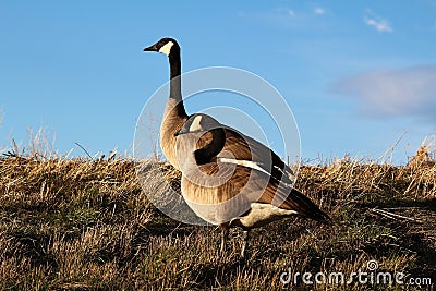 Canada geese couple enjoying some quite time Stock Photo