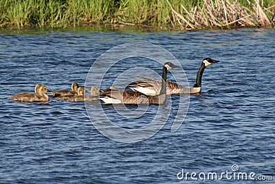 Canada Geese Family Stock Photo