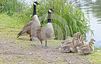 Canada geese family, hertfordshire, england Stock Photo