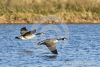 Canada Geese In Flight Stock Photo