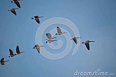 Canada Geese in Flight Stock Photo